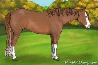 Horse Color:Chestnut Splash 