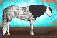 Horse Color:Grullo Ice Splash