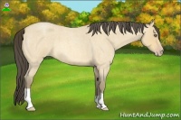 Horse Color:Amber Cream Champagne Roan 