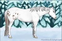 Horse Color:White Spotted Bay Tobiano Appaloosa Rabicano