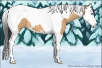 Horse Color:Bay Dun Splash Tobiano