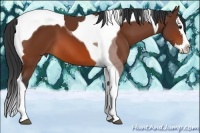 Horse Color:Bay Splash Tobiano