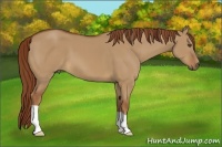 Horse Color:Red Dun 