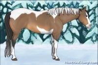 Horse Color:Buckskin Splash Tobiano 