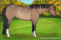 Horse Color:Bay Dun Rabicano 