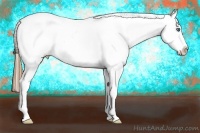 Horse Color:White Spotted Smoky Blue Roan Splash Appaloosa