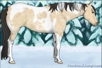 Horse Color:Buckskin Ice Dun Tobiano 