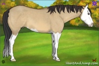 Horse Color:Bay Dun Splash 