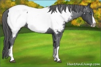 Horse Color:Black Sabino Splash Appaloosa 