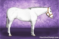 Horse Color:Liver Chestnut Appaloosa 