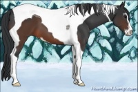 Horse Color:Brown Sabino Tobiano 