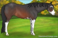 Horse Color:Brown Roan Sabino