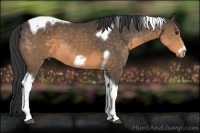 Horse Color:Buckskin Tobiano Frame 