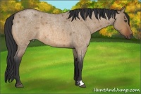 Horse Color:Bay Roan Dun 