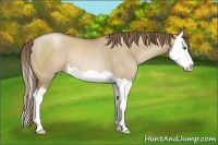 Horse Color:Grullo Pearl Splash Rabicano 