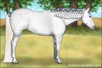 Horse Color:Gold Champagne Varnish 