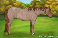 Horse Color:Red Roan 