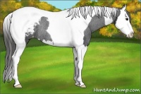 Horse Color:Black Splash Tobiano Appaloosa Rabicano 