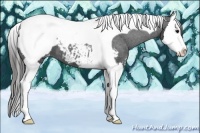 Horse Color:Black Sabino Splash Tobiano Appaloosa