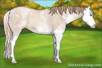 Horse Color:White Spotted Smoky Black Pearl Sabino Splash 