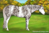Horse Color:White Spotted Silver Black Sabino 