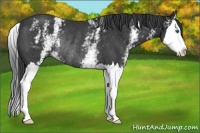 Horse Color:White Spotted Black Splash Rabicano