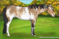 Horse Color:White Spotted Bay Dun Frame 