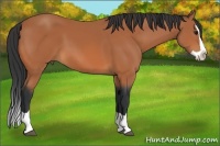 Horse Color:Bay Splash 