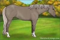 Horse Color:Silver Grullo 