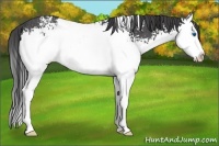 Horse Color:White Spotted Smoky Black Sabino Splash Rabicano