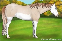 Horse Color:Smoky Black Pearl Splash Rabicano 