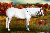 Horse Color:Chestnut Tobiano Appaloosa