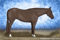 Horse Color:Liver Red Roan 