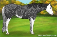 Horse Color:Black Ice Sabino Splash 