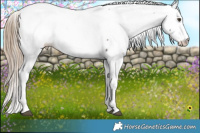 Horse Color:Liver Chestnut Fewspot 