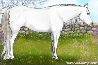 Horse Color:Liver Chestnut Appaloosa 