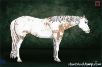 Horse Color:Palomino Sabino