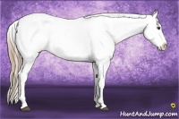 Horse Color:Liver Red Roan Appaloosa