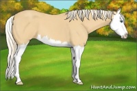 Horse Color:Palomino Roan Splash
