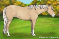 Horse Color:Silver Classic Champagne Sabino 
