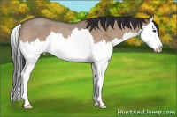 Horse Color:Bay Roan Dun Splash Rabicano 