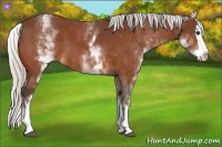 Horse Color:White Spotted Silver Bay Splash 