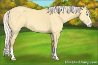 Horse Color:Silver Amber Cream Champagne Dun Sabino Splash 