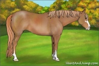 Horse Color:Chestnut Sabino 