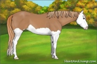 Horse Color:Chestnut Splash 