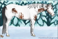 Horse Color:White Spotted Bay Tobiano