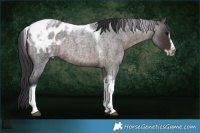 Horse Color:Brown Roan Splash Tobiano Frame Blanket Rabicano 