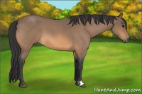 Horse Color:Buckskin Roan 