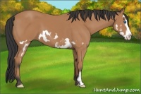 Horse Color:Bay Splash Frame