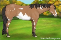 Horse Color:Bay Splash Frame